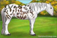 Horse Color:Brown Appaloosa 
