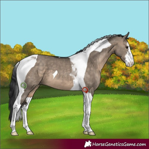 Horse Color:White Spotted Brown Dun Tobiano 