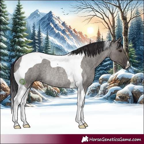 Horse Color:Smoky Grullo Roan Tobiano Rabicano