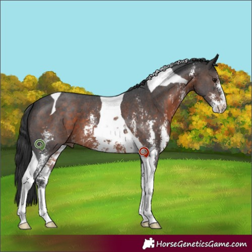 Horse Color:Brown Sabino Tobiano 