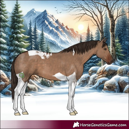 Horse Color:Liver Red Dun Tobiano