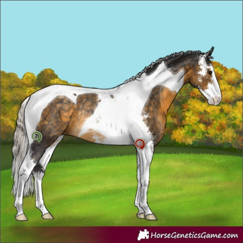 Horse Color:Silver Buckskin Sabino Tobiano Rabicano 