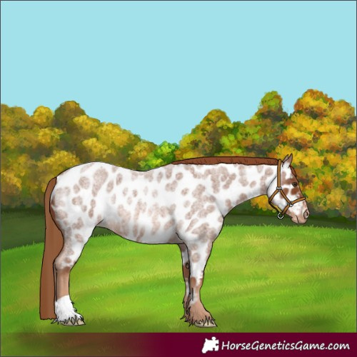 Horse Color:Red Roan Near Leopard Rabicano 