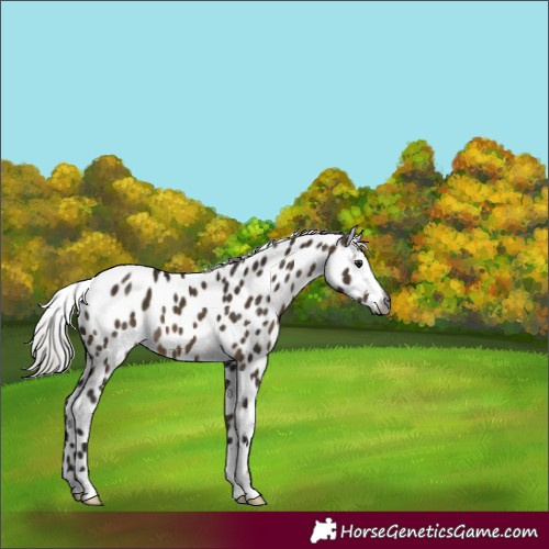 Horse Color:Gray Silver Brown Dun Appaloosa 