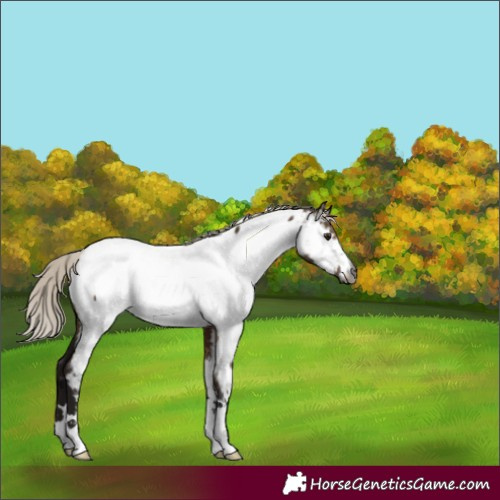 Horse Color:Gray Silver Brown Dun Appaloosa 