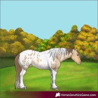 Horse Color:Buckskin Dun Tobiano Appaloosa Rabicano