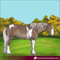 Horse Color:White Spotted Silver Black Tobiano 