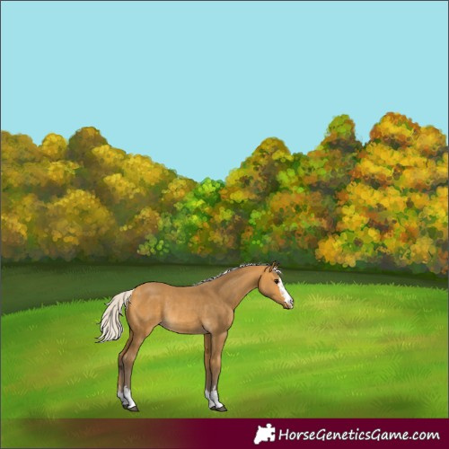 Horse Color:Silver Buckskin Rabicano