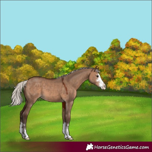 Horse Color:Silver Brown Dun 