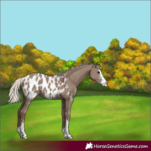 Horse Color:Silver Grullo Sabino Blanket