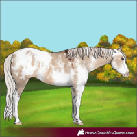 Horse Color:Silver Brown Dun Sabino Appaloosa 