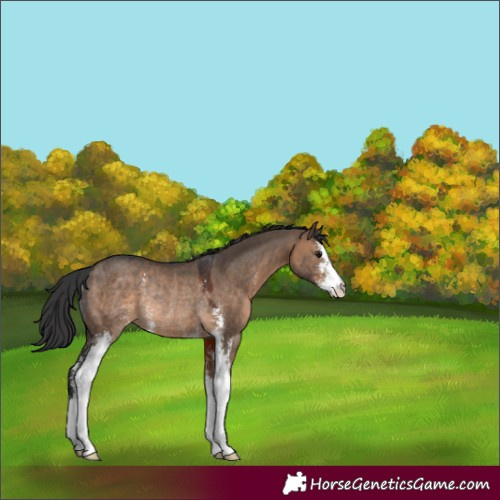 Horse Color:Brown Dun Sabino Rabicano