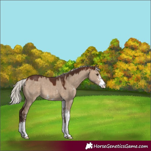 Horse Color:Silver Brown Dun Sabino Varnish 