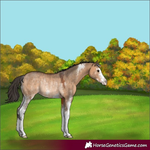 Horse Color:Bay Dun Sabino Rabicano