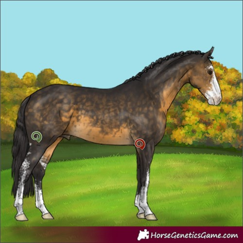 Horse Color:Buckskin Sabino 