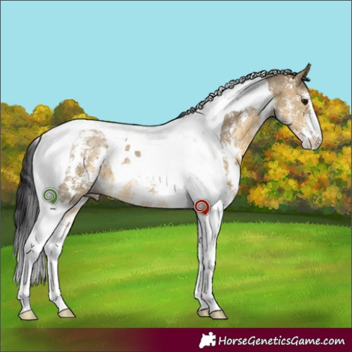 Horse Color:Buckskin Dun Sabino Tobiano 