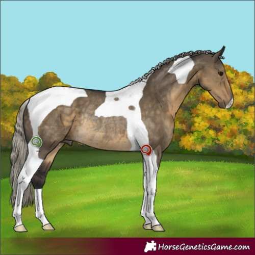 Horse Color:Silver Smoky Grullo Tobiano Rabicano 