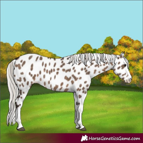 Horse Color:Silver Brown Dun Appaloosa