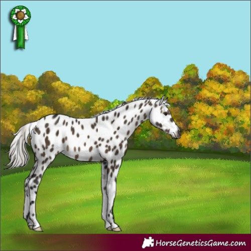 Horse Color:Gray Silver Brown Dun Appaloosa