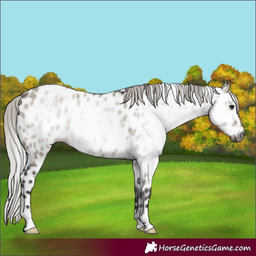 Horse Color:Gray Silver Brown Dun Appaloosa 