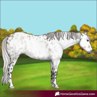 Horse Color:Gray Silver Brown Dun Appaloosa 