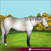 Horse Color:Gray Silver Brown Dun