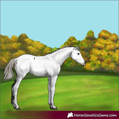 Horse Color:Gray Silver Brown Dun Appaloosa 