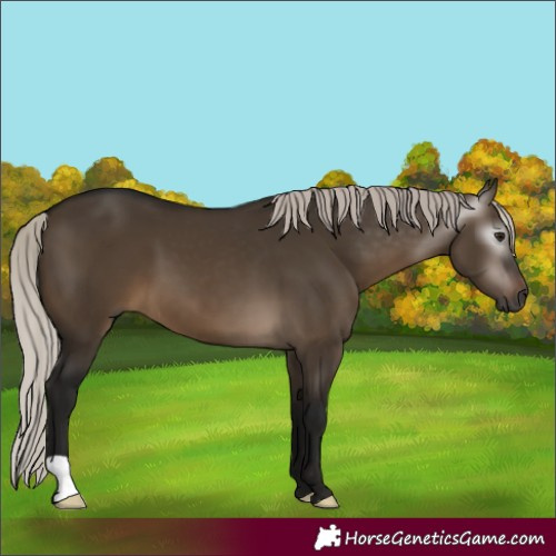 Horse Color:Gray Silver Brown Dun