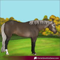 Horse Color:Gray Silver Brown Dun