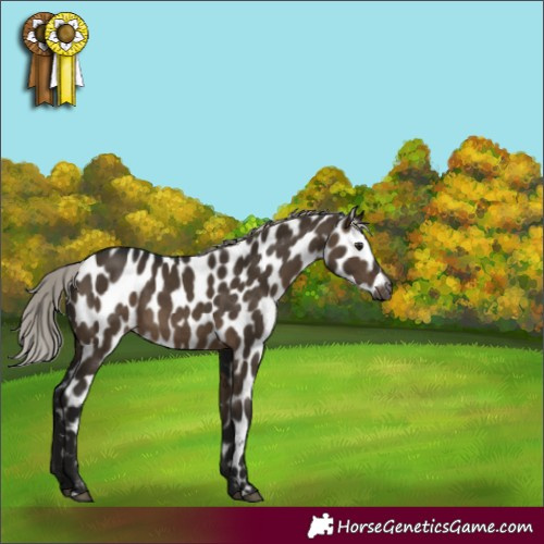 Horse Color:Gray Silver Brown Dun Appaloosa 