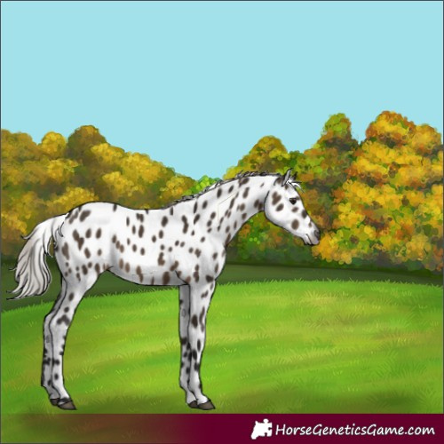 Horse Color:Gray Silver Brown Dun Appaloosa 