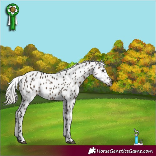 Horse Color:Gray Silver Brown Dun Appaloosa 