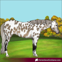 Horse Color:Gray Silver Brown Dun Appaloosa