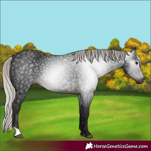 Horse Color:Gray Silver Brown 