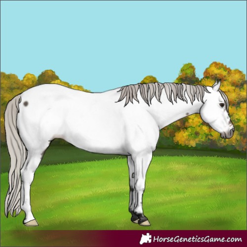 Horse Color:Gray Silver Brown Dun Fewspot