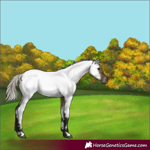 Horse Color:Gray Silver Brown Dun Appaloosa 