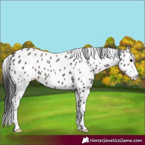 Horse Color:Grullo Sabino Appaloosa