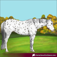 Horse Color:Grullo Sabino Leopard