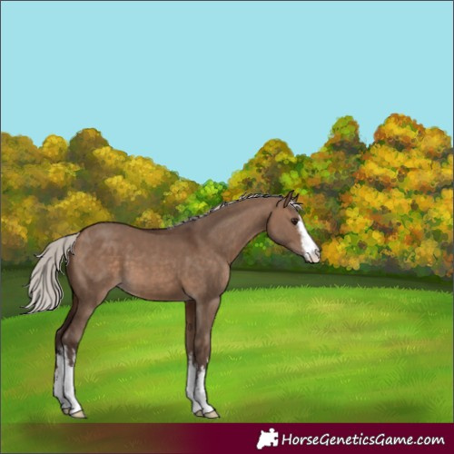 Horse Color:White Spotted Silver Brown Dun 