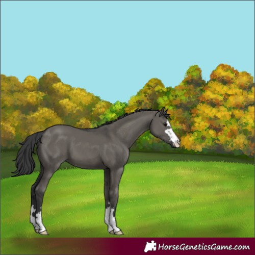 Horse Color:Grullo 