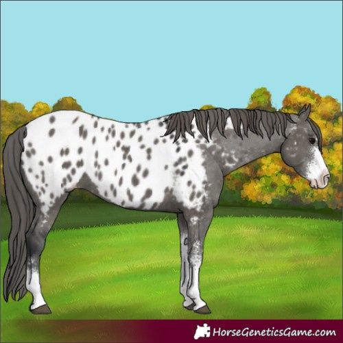 Horse Color:Grullo Sabino Appaloosa