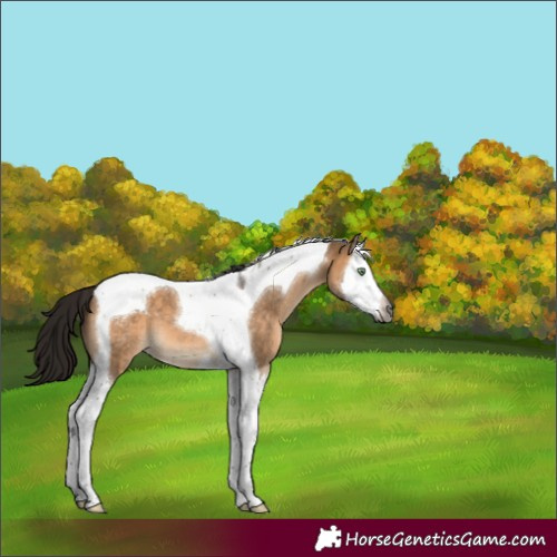Horse Color:Gray Bay Dun Splash Tobiano Appaloosa 