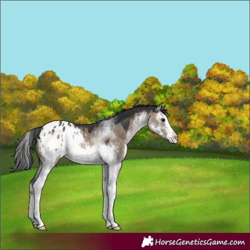 Horse Color:White Spotted Brown Dun Appaloosa 