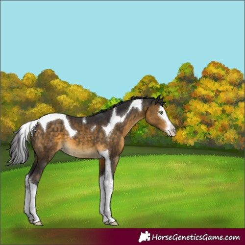 Horse Color:Buckskin Splash Tobiano Appaloosa 