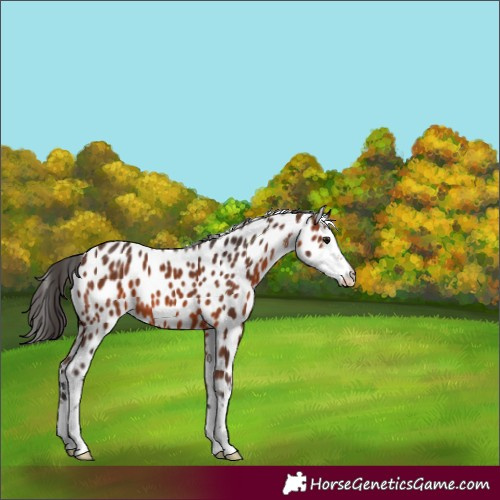 Horse Color:White Spotted Brown Leopard