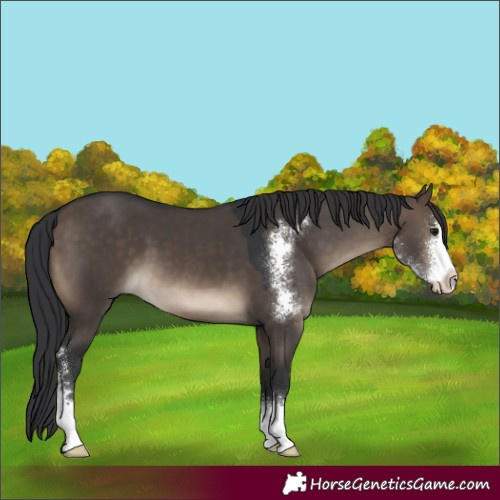 Horse Color:Brown Dun Sabino
