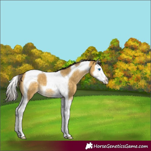Horse Color:Sable Cream Champagne Dun Splash Tobiano 