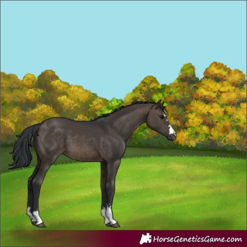 Horse Color:Brown Dun
