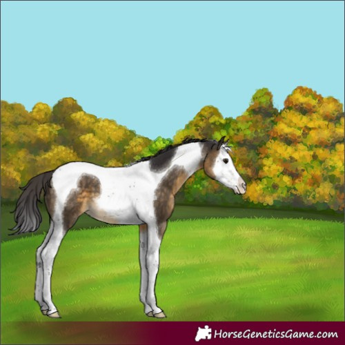 Horse Color:Buckskin Splash Tobiano 
