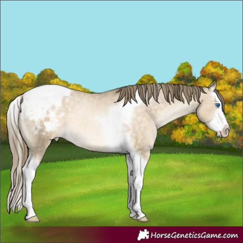 Horse Color:White Spotted Buckskin Pearl Mushroom Splash Tobiano Appaloosa 
